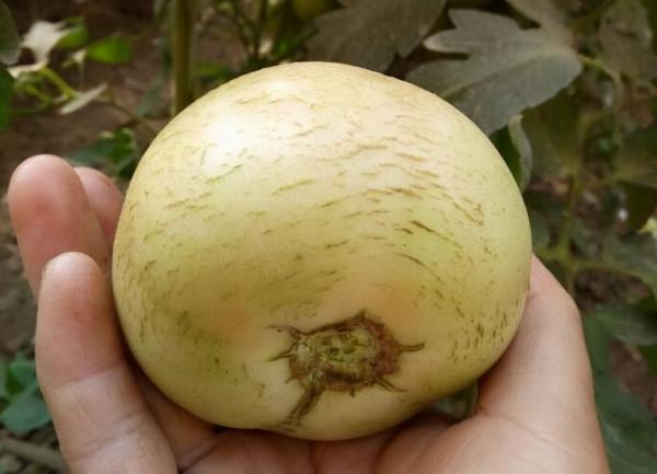 番茄為什麼會裂果？為什麼會出現縱裂和橫裂？如何高效避免裂果？