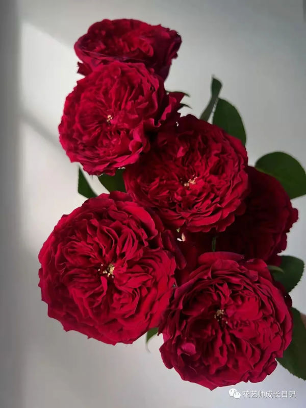 100朵玫瑰vol.34 | 大衛奧斯汀苔絲玫瑰，紅色系貴族色彩