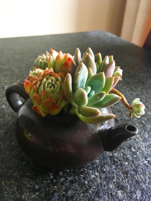 開啟侷限製造不同玩法——多肉也可以成為一片景