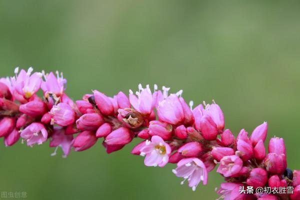 蓼花古詩五首：十分秋色無人管，半屬蘆花半蓼花