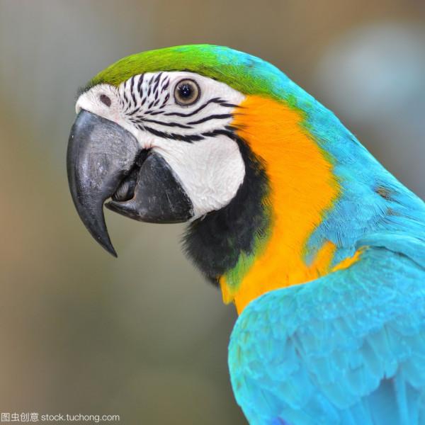 第二十七篇《紅樓夢》中朝廷查抄賈府的真正原因與怪異形式 第二十七篇《紅樓夢》中朝廷查抄賈府的真正原因與怪異形式