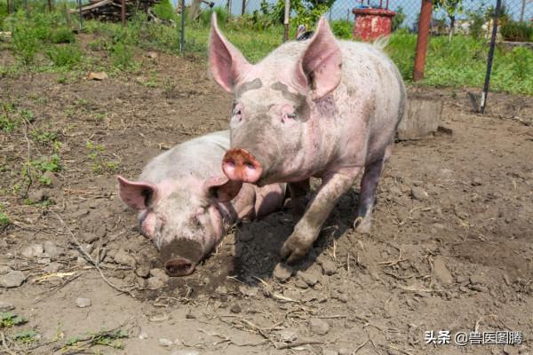 怎麼快速算出預產期,獸醫手把手教你計算實用的方法,你學會了嗎 怎麼快速算出預產期,獸醫手把手教你計算實用的方法,你學會了嗎