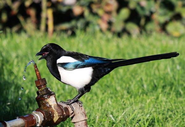 聰明的喜鵲可是&OpenCurlyDoubleQuote;高階建築師&rdquo;，它的窩外表粗糙內部奢華，扛風雪