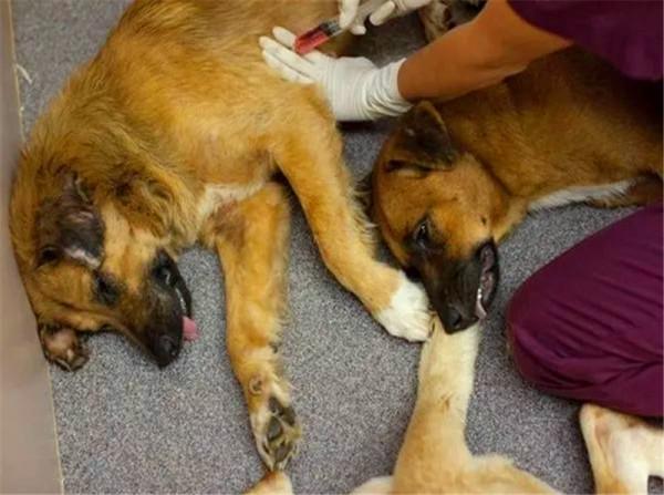 “最美獸醫”簡稚澄：安樂死700多條流浪狗，最後一針打給自己