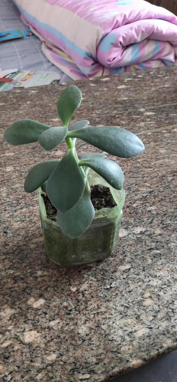 我是拿花當人養了唄