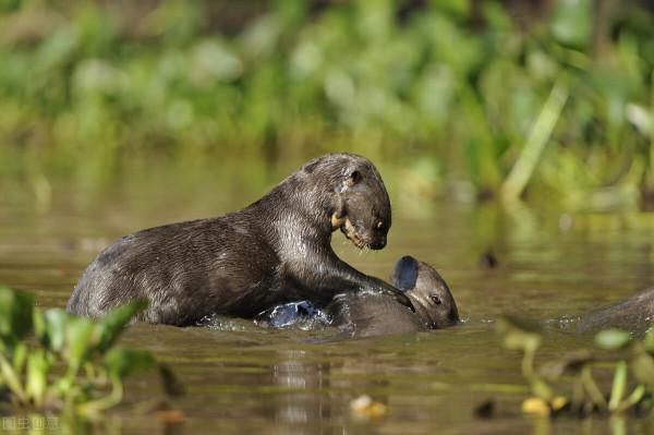 不止是一隻海獺