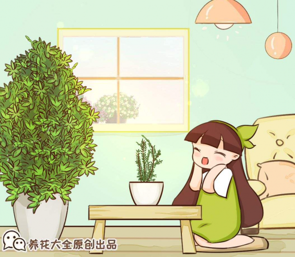 不常見的咖啡樹，結果後引得眾人圍觀，果子都被大媽們薅光