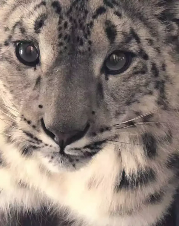 中國“最窮”的動物園 在中國最高的地方