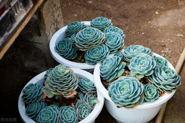 7種花餓了一個夏天,秋天好好補補,才能又美又壯 7種花餓了一個夏天,秋天好好補補,才能又美又壯