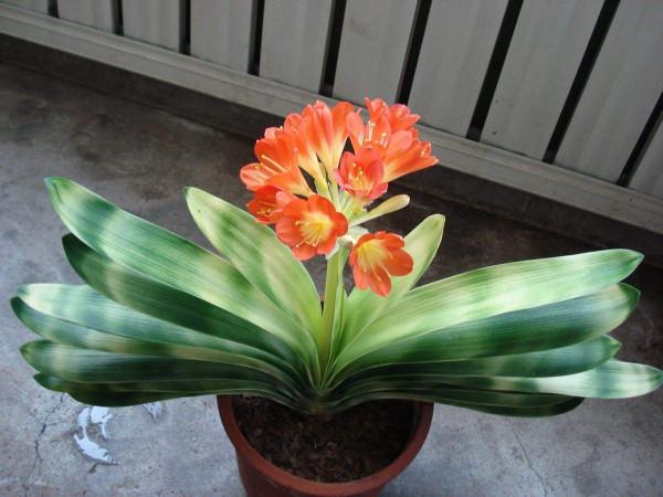 冬季養君子蘭、牡丹該注意什麼？注意把握細節，它們好看又好活