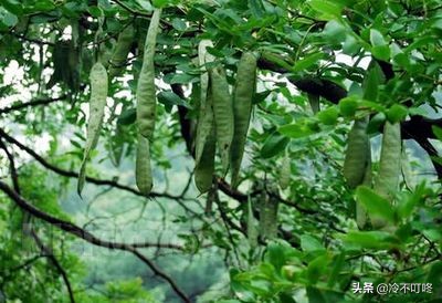 古代沒有洗衣粉，他們是怎麼洗衣服的，答案：千年寶貝皂莢樹