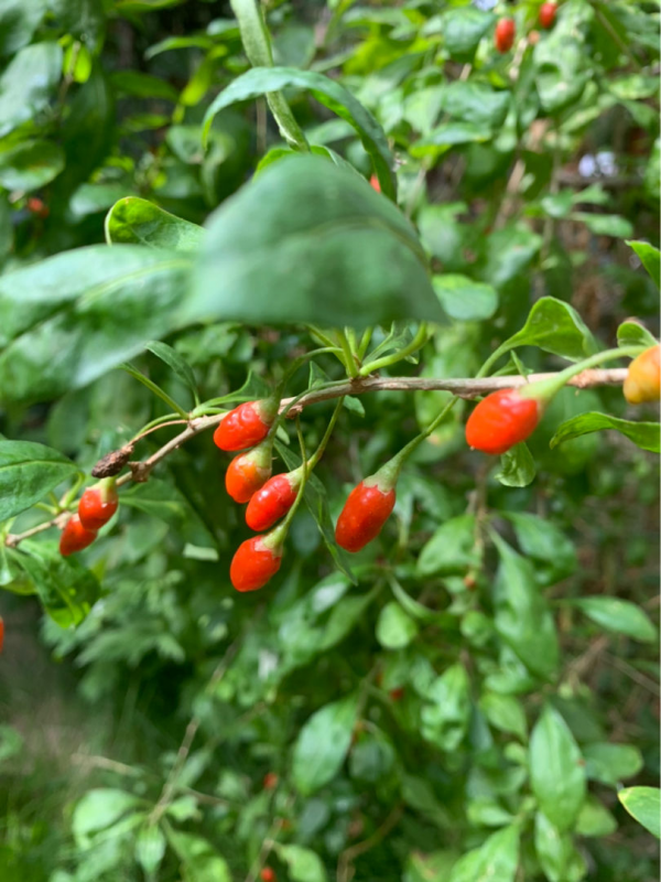 “家有果樹，四季鎮宅”，養盆果樹，滿枝結果有吉祥好兆頭