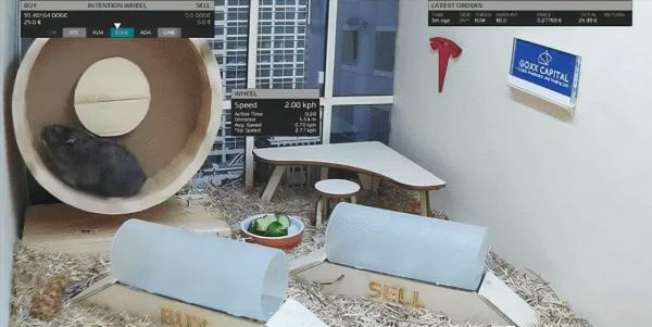 一隻炒加密貨幣的小倉鼠,3個月賺了50% 一隻炒加密貨幣的小倉鼠,3個月賺了50%