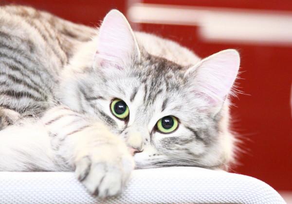 貓咪三個月了可以驅蟲嗎 貓咪三個月了可以驅蟲嗎