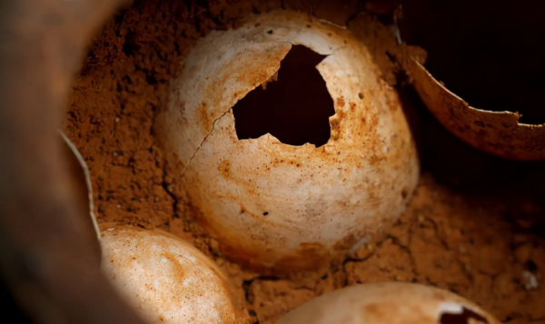 2016年江蘇挖出墓葬群，出土兩千年的鴨蛋，祖先的創造讓日韓學走