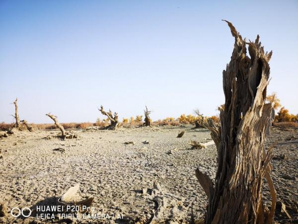 曾經無條件地拜倒在胡楊林的“腳”下