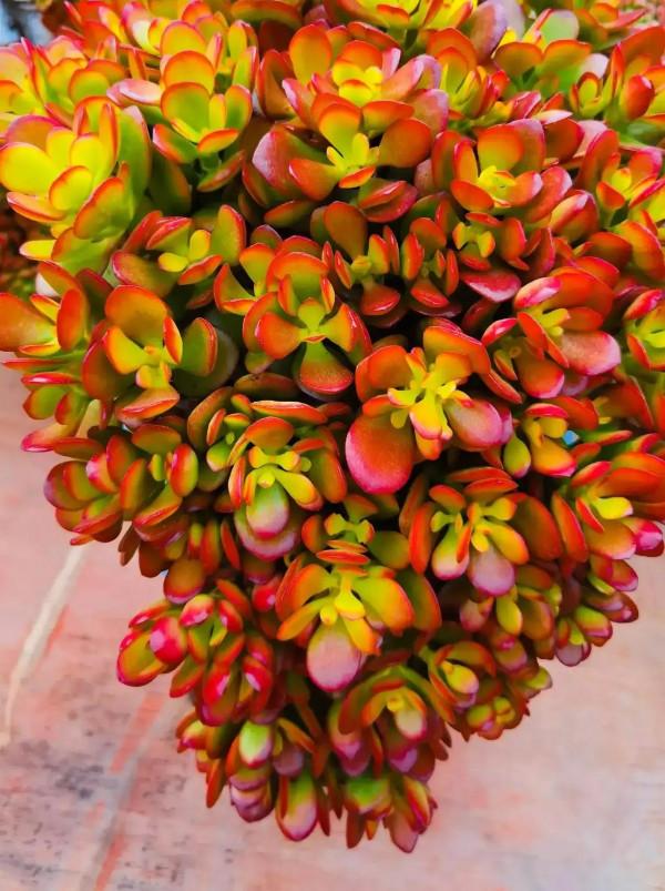 分享圖片，可愛的多肉們，收藏了