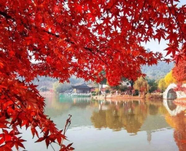 千萬別與秋天的姑蘇比美!楓葉漫山,銀杏紛飛,一步一景美成了詩 千萬別與秋天的姑蘇比美!楓葉漫山,銀杏紛飛,一步一景美成了詩