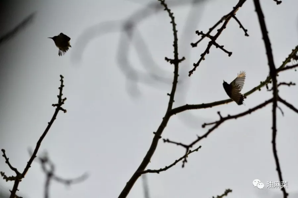 油麻菜:圓月彎刀 油麻菜:圓月彎刀