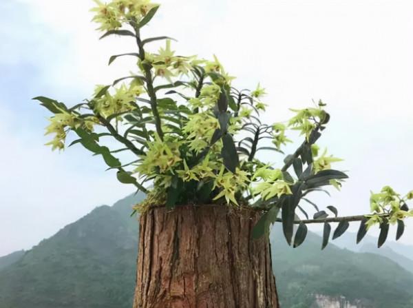 石斛養不好？趕緊找根“木頭棒”，掌握小技巧，天天澆水不爛根