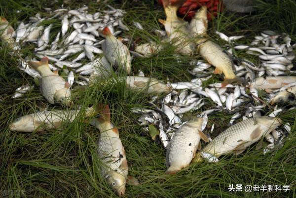 可惜了！北京男子釣4斤重鯉魚，看過尾巴犯難了：被電的能吃嗎？