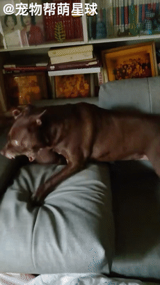 狗子遭“家暴”只能對同伴撒氣，網友捧腹爆笑：另一狗子好慘啊