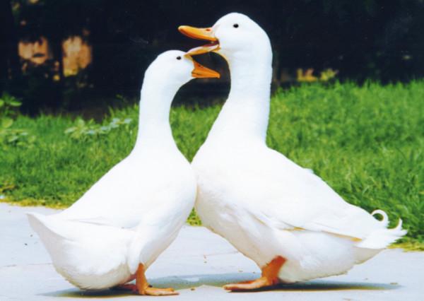 北京農產品地理標誌目錄 北京農產品地理標誌目錄