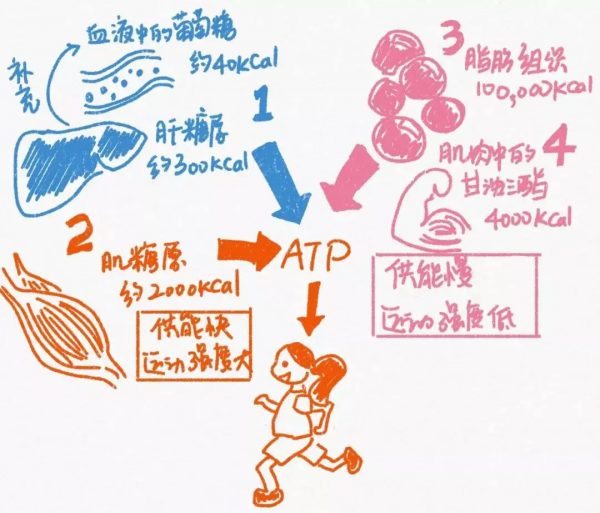 減肥偽知識詳細解讀(早吃碳水、午吃肉、晚上吃夠維生素) 減肥偽知識詳細解讀(早吃碳水、午吃肉、晚上吃夠維生素)