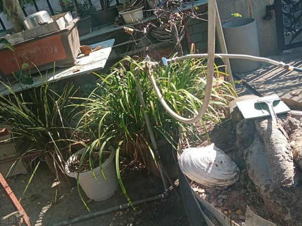 人人羨慕的院子,學會4個打理小技巧,一年四季花開滿園 人人羨慕的院子,學會4個打理小技巧,一年四季花開滿園