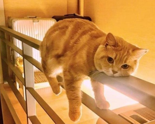 為什麼越來越多人養“黃狸貓”?網友:養了之後就不想換貓了 為什麼越來越多人養“黃狸貓”?網友:養了之後就不想換貓了