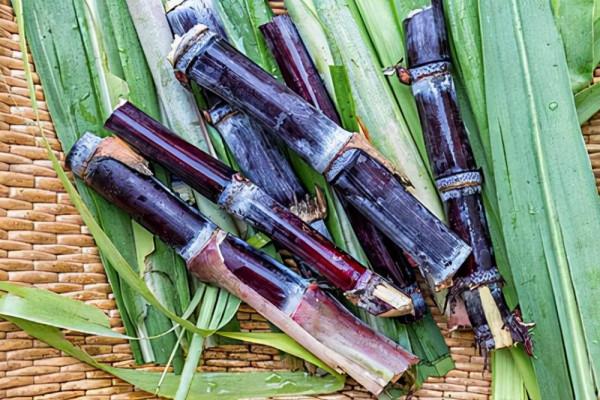 胃不好的人能吃甘蔗嗎?提醒:常見的3類水果,儘量遠離 胃不好的人能吃甘蔗嗎?提醒:常見的3類水果,儘量遠離