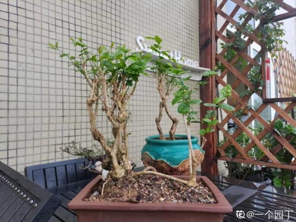 現在給花上秋肥,杆子粗、葉子密,不然冬天都凍死 現在給花上秋肥,杆子粗、葉子密,不然冬天都凍死