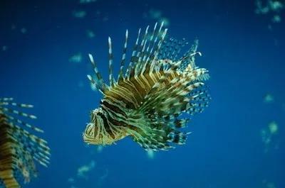 要想延年益壽,帶你去海底世界,欣賞一下美麗的珊瑚礁和珊瑚魚 要想延年益壽,帶你去海底世界,欣賞一下美麗的珊瑚礁和珊瑚魚