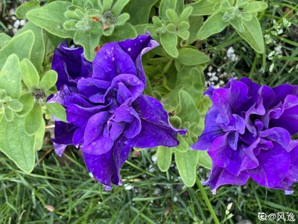 入秋一盆水，休眠的花“醒了”，猛長大花苞