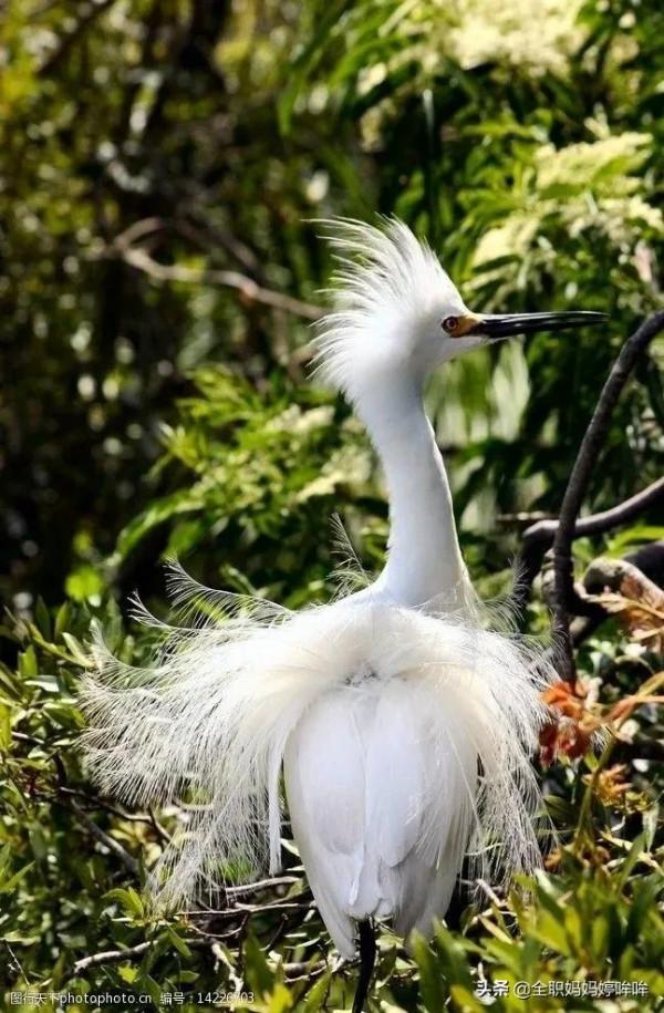 分享&mdash;&mdash;珍貴的稀有鳥類