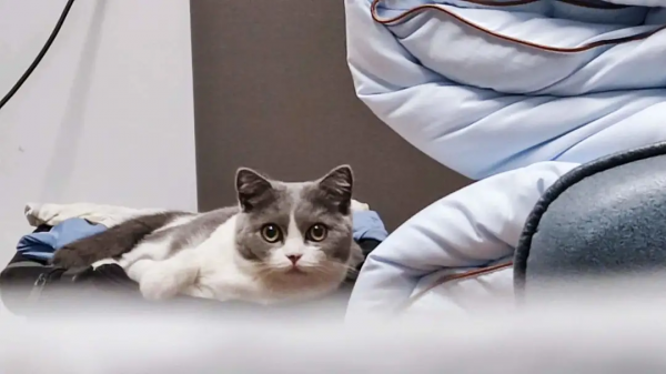 讓貓快樂的7種方法 讓貓快樂的7種方法