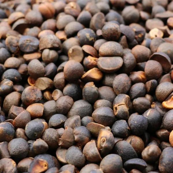 當年湘南農村的“茶籽”樹，漸行漸遠……