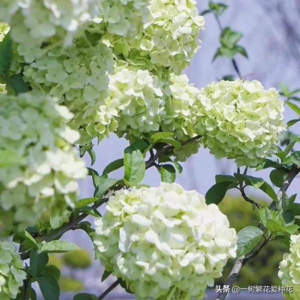 花比足球大的繡球，鬥球、麻球、歐繡球區別是什麼，選合適自家的