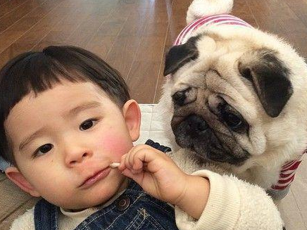 這幾種“老實”的狗，是孩子很好的陪伴