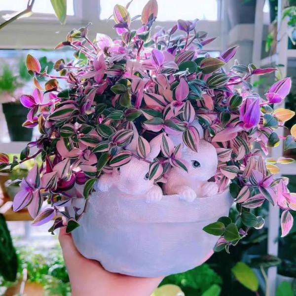 9種&OpenCurlyDoubleQuote;貴氣花&rdquo;，立春後&OpenCurlyDoubleQuote;快扦插&rdquo;，生根快，比夏天還&OpenCurlyDoubleQuote;好活&rdquo;