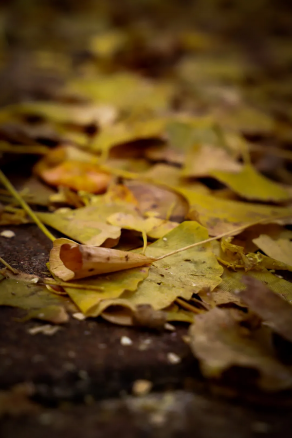 在嗎？小布喊你去太陽溝看落葉啦