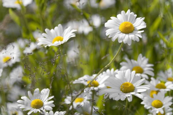 關於養花的4個冷知識，熱愛養花的你應該要知道，學到就是賺