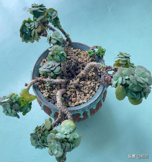 曾經落魄的秀妍，重新換盆土之後，竟然變美了