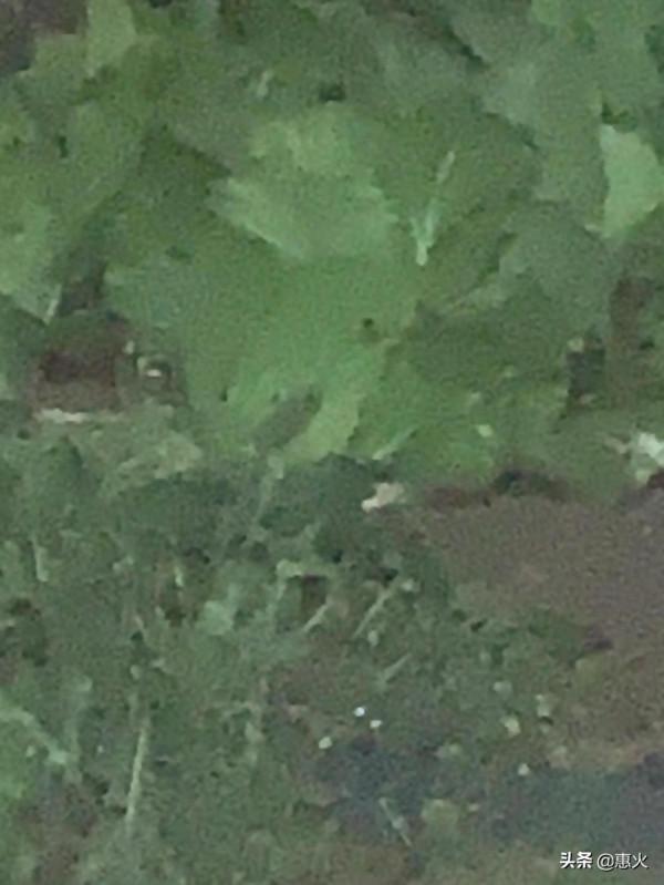 中秋節下雨為何被“河北人”認為不吉利？