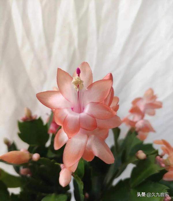 分享——美麗動人的蟹爪蘭