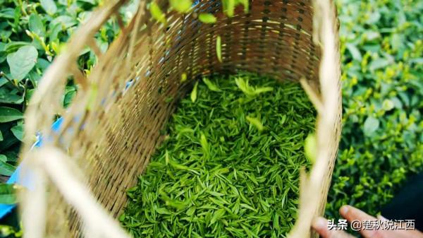 江西這款茶,有人說名字雖不算雅,但喝過一次就會愛上 江西這款茶,有人說名字雖不算雅,但喝過一次就會愛上