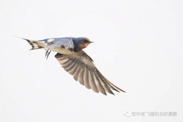 一劍封喉——新機OM-1拍鳥深度測評