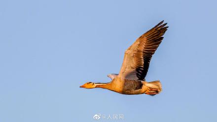 福建首次記錄到新鳥種斑頭雁 福建首次記錄到新鳥種斑頭雁
