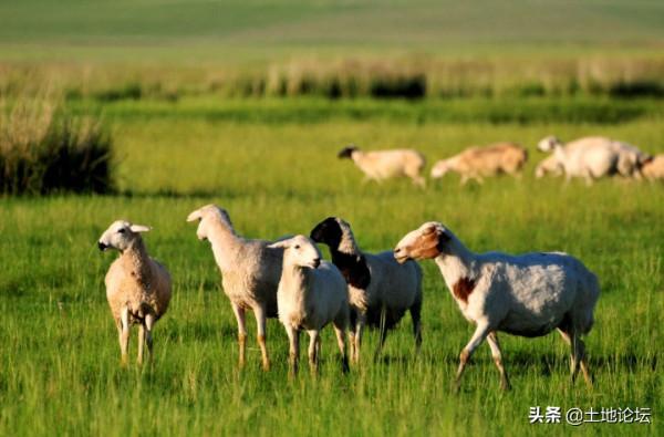 今年農民養殖這幾樣，有前景