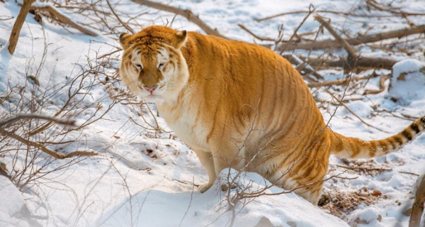 如果你在野外遇到老虎，那怎麼分辨老虎的公和母呢？